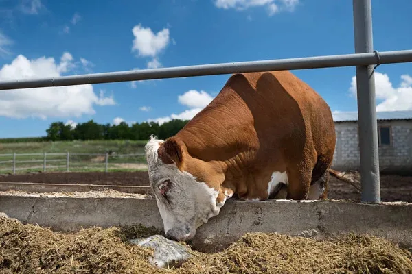 Himalayan Salt Animal Feed
